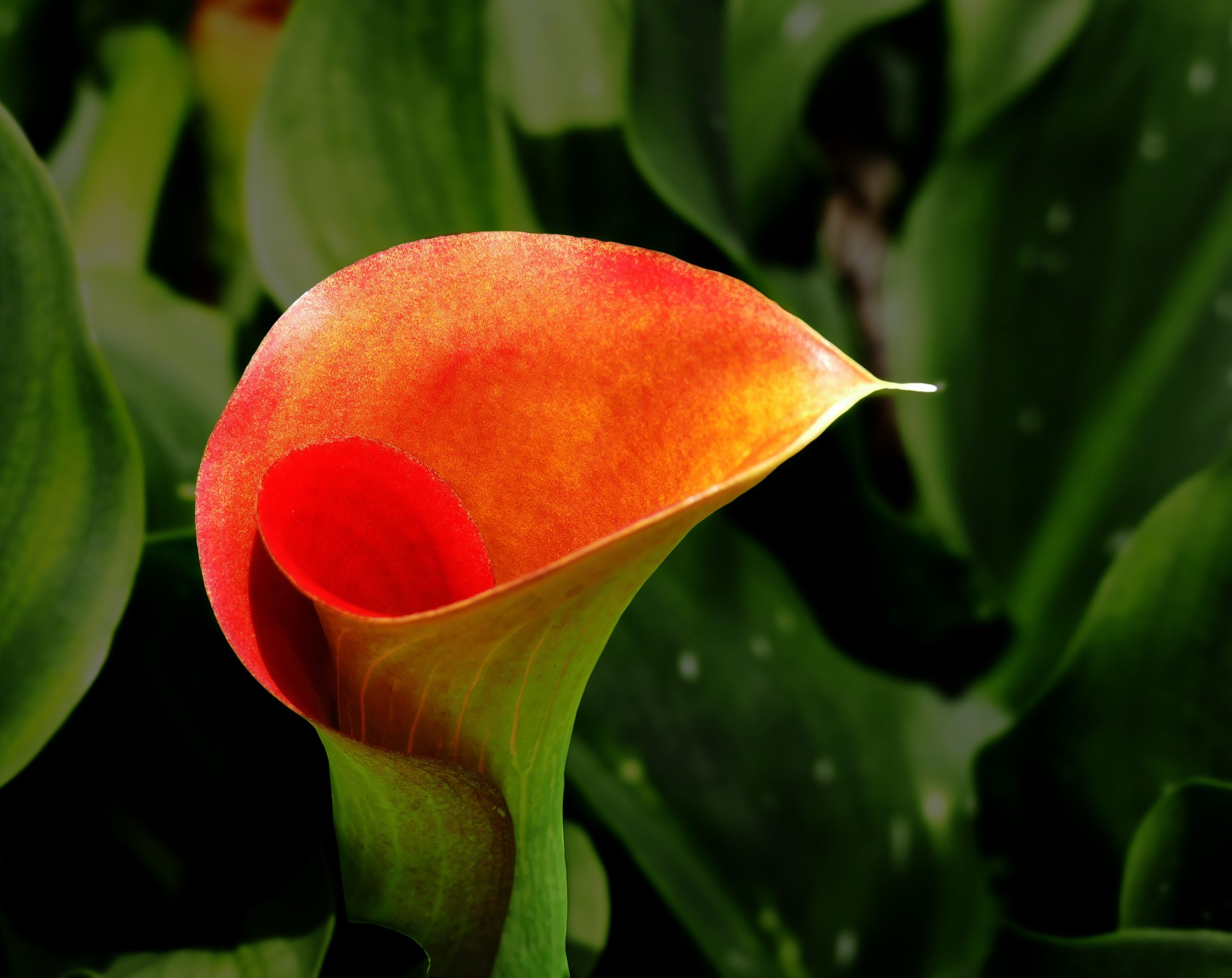 The Allure of Red Calla Lilies: A Complete Guide | Gaardening.com