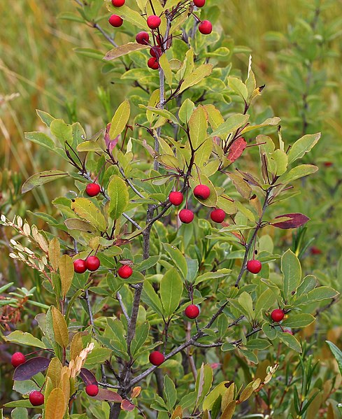 Mountain Holly Plant